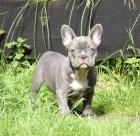 Französische Bulldogge Welpen mit Papieren blau blue-sable und blue-red-fa