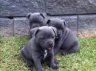 Amerikanische Staffordshire terrier- blue